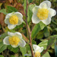 TEA PLANT Camellia sinensis