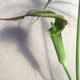 JACK IN THE PULPIT Arisaemama
