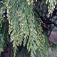 INCENSE CEDAR Calocedrus decurrens