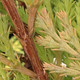 INCENSE CEDAR Calocedrus decurrens