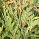 INCENSE CEDAR Calocedrus decurrens