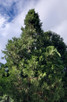 Calocedrus decurrens (INCENSE CEDAR)