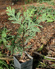 Calocedrus decurrens (INCENSE CEDAR)