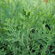 Calocedrus decurrens (INCENSE CEDAR)