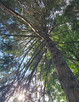 Calocedrus decurrens (INCENSE CEDAR)