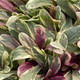 VARIEGATED BUGLEWEED Bugleweed tenorii (Princess Nadia)