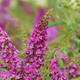DWARF NECTAR BUSH Buddleia Lo & Behold® (Ruby Chip)