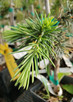 DWARF DEODAR CEDAR (Cedrus deodara)  "Glacier Blue"