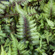 Athyrium nipponicum 'Pictum' (JAPANESE PAINTED FERN)
