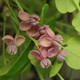 COMPACT FIVE-LEAF AKEBIA Akebia quinata (Purple Boquet)