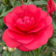 RED CAMELLIA Camellia japonica (Rosehill Red)