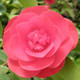 RED CAMELLIA Camellia japonica (Rosehill Red)