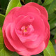RED CAMELLIA Camellia japonica (Rosehill Red)