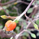 WIRE NETTING BUSH Corokia cotoneaster