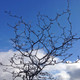 WIRE NETTING BUSH Corokia cotoneaster