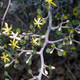 WIRE NETTING BUSH Corokia cotoneaster