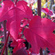 OCTOBER GLORY MAPLE Acer rubrum (October Glory)
