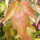 OCTOBER GLORY MAPLE Acer rubrum (October Glory)