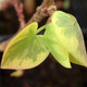 VARIEGATED DISANTHUS Disanthus cercidifolius (Ena nishiki)