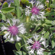 BICOLOR CORNFLOWER Centaurea  (Amethyst in Snow)