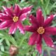 Coreopsis 'RED COREOPSIS' (Ruby Frost)