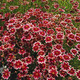 Coreopsis 'RED COREOPSIS' (Ruby Frost)