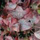 RED-TWIG DOGWOOD (Cornus alba)  'Siberian Pearls'