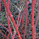 RED-TWIG DOGWOOD (Cornus alba)  'Siberian Pearls'