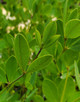 GOLDEN FALSE INDIGO Baptisia american Goldfinch