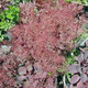 Cotinus coggygria 'Royal Purple' (PURPLE SMOKE BUSH)