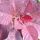 Cotinus coggygria 'Royal Purple' (PURPLE SMOKE BUSH)