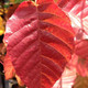 JAPANESE HORNBEAM Carpinus japonica