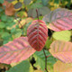 JAPANESE HORNBEAM Carpinus japonica