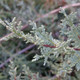MACNAB'S CYPRESS Cupressus macnabiana
