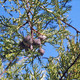 MACNAB'S CYPRESS Cupressus macnabiana