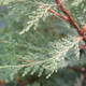MACNAB'S CYPRESS Cupressus macnabiana