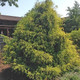 JAPANESE FALSE CYPRESS Chamaecyparis pisifera (Lemon Thread)