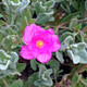 Cistus 'Sunset' (MAGENTA ROCKROSE)