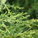 SARGENT CYPRESS Cupressus sargentii