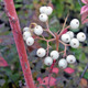 Cornus sericea 'RED-TWIG DOGWOOD' (Cardinal)