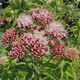 Eupatorium cannabinum (HEMP AGRIMONY)