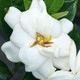 HARDY GARDENIA Gardenia jasminoides (Steady As She Goes)