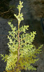 CUYAMACA CYPRESS (Cupressus arizonica var.stephensonii)
