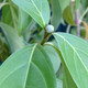 EVERGREEN DOGWOOD Cornus capitata (Mountain Moon)