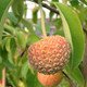EVERGREEN DOGWOOD Cornus capitata (Mountain Moon)