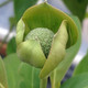 EVERGREEN DOGWOOD Cornus capitata (Mountain Moon)