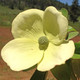 EVERGREEN DOGWOOD Cornus capitata (Mountain Moon)