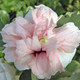 VARIEGATED ROSE OF SHARON Hibiscus syriacus (Sugar Tip)