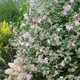 VARIEGATED ROSE OF SHARON Hibiscus syriacus (Sugar Tip)