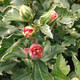 VARIEGATED ROSE OF SHARON Hibiscus syriacus (Sugar Tip)